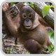 Borneo Jungle Challenge 2012
